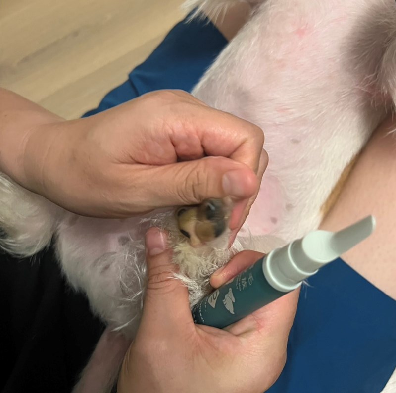 女人知己試用大隊,口碑行銷,部落客行銷,Goodmofamily歸毛家族 寵物肌膚救星組,歸毛家族 寵物肌膚救星,舒敏保濕洗毛乳,護膚噴液,精萃營養霜,博士30年生技專業,給足皮膚營養保護力,無抗生素 無類固醇,神經醯胺,19種綜合胺基酸,榮獲SNQ國家認證,上萬毛爸媽見證,3週幫助皮膚健康,NO.1寵物肌膚口碑霸主,寵物第一護膚領導品牌